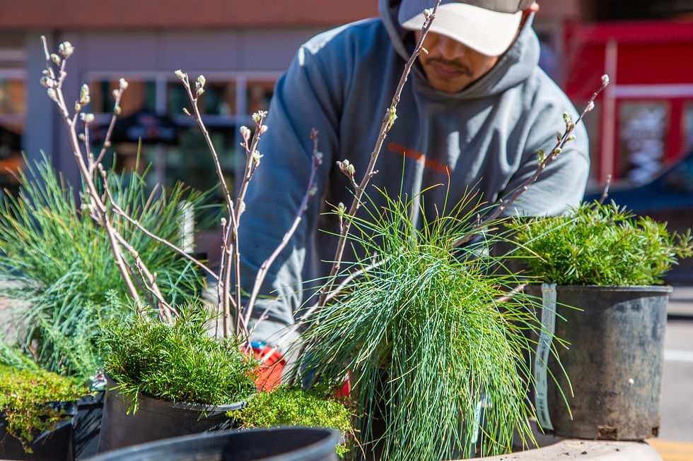 Landscaper planting beautiful, sustainable greenery